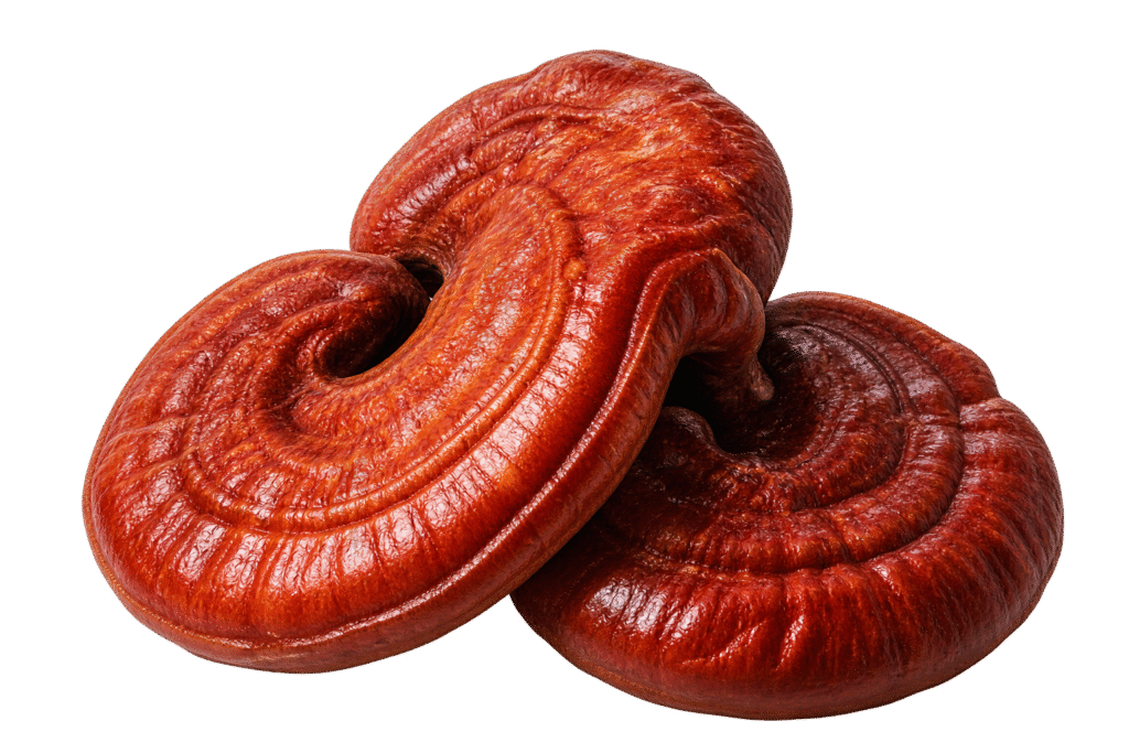 Hongos reishi lacados